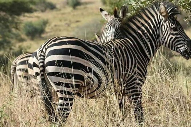 Day Trip Safari to Mikumi National Park From Morogoro - Good To Know