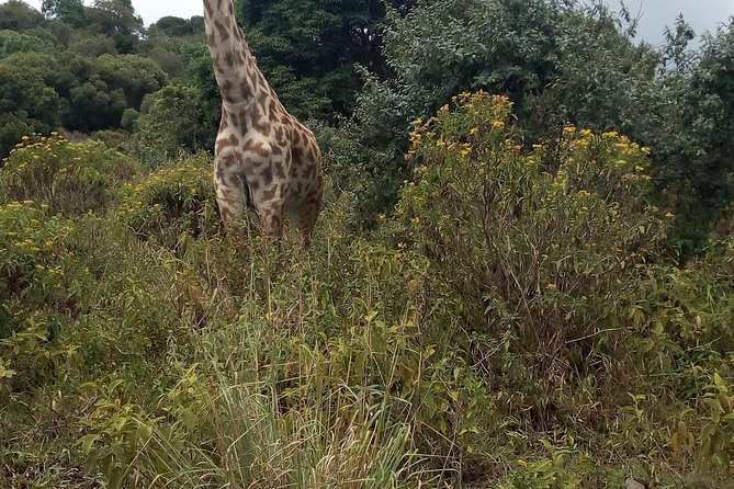 Day Trip to Arusha National Park - Good To Know