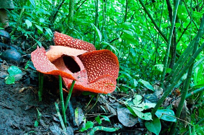 Day-Trip to Gunung Gading Rafflesia Centre From Kuching City - Good To Know