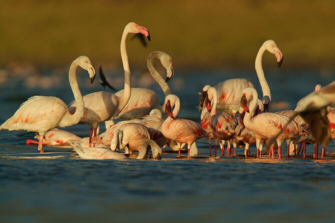 Day Trip to Lake Naivasha and Hells Gate National Park - Itinerary Highlights