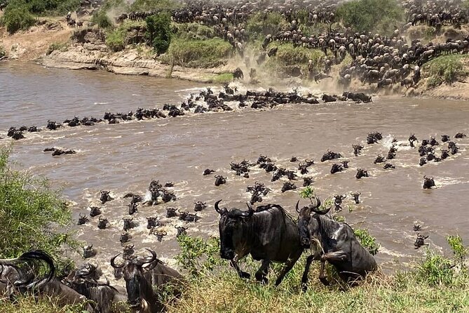 Day Trip to Mikumi National Park From Zanzibar - Good To Know