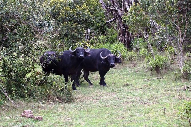 Day Trip to Ngare Ndare - Good To Know