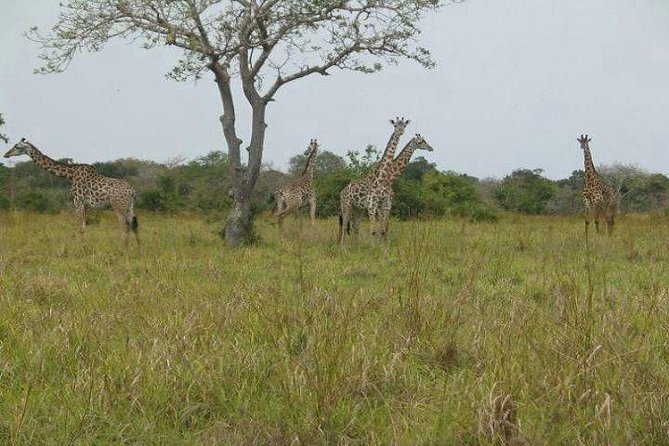 Day Trip to Saadani National Park- From Tanga City Tanzania - Good To Know