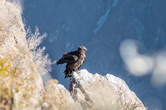 Day Trip to the Colca Canyon From Arequipa - Good To Know