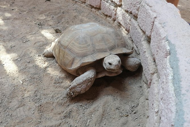 Desert by Jeep From Hurghada - Good To Know