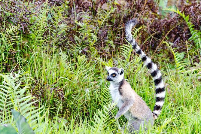 Discover Analamazaotra Park and Ankaninny Nofy - Good To Know