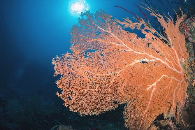 Dive Experience Vacation in Fuvahmulah Maldives - Good To Know