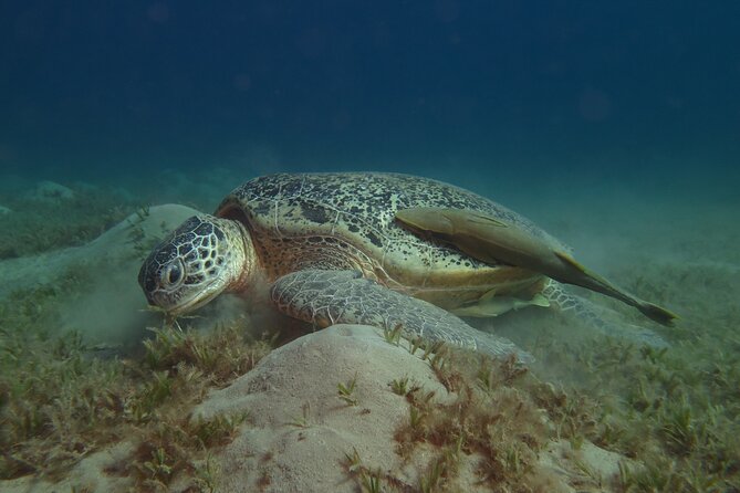 Dive With Dugongs and Turtles | Abu Dabbab | Marsa Alam | 2 Dives - Good To Know