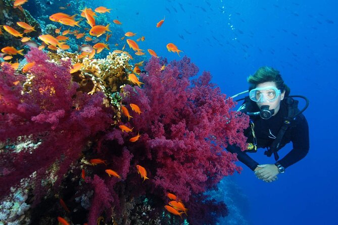 Diving Day in White Island and Ras Mohamed - Overview of Diving Day
