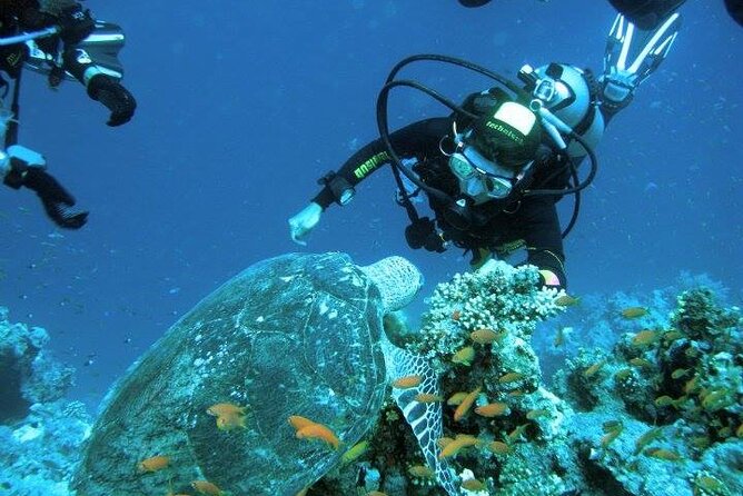 Diving in the Crystal Clear Waters of the Red Sea in Egypt - Good To Know