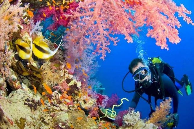 Diving Tour in Hurghada - Good To Know