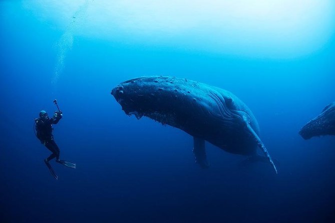 Diving Tour to La Plata Island and Whales Watching - Good To Know