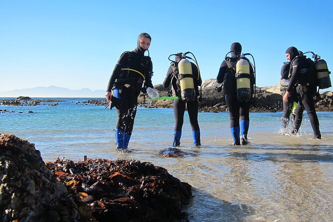 Diving With Private Transfer From the Shores of Sharm El Shaikh - Good To Know