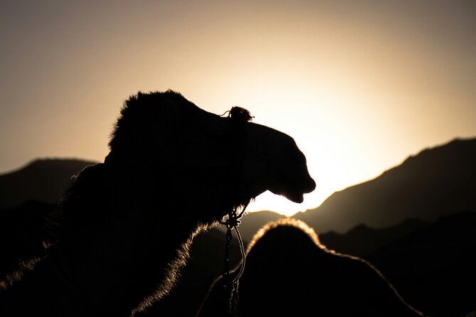 Doha Night Desert Safari Adventure - Good To Know