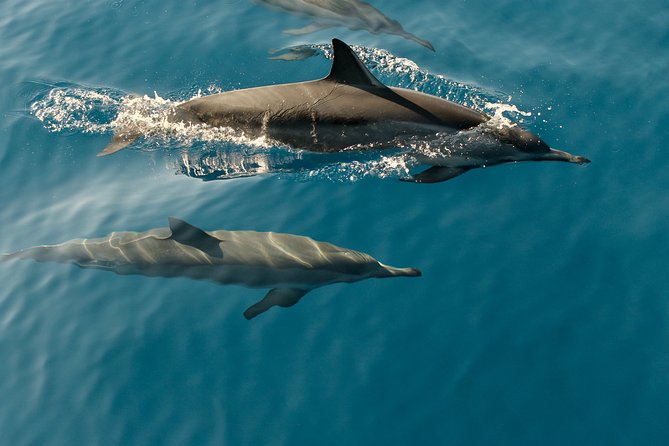 Dolphin Cruise in Huraa - Good To Know
