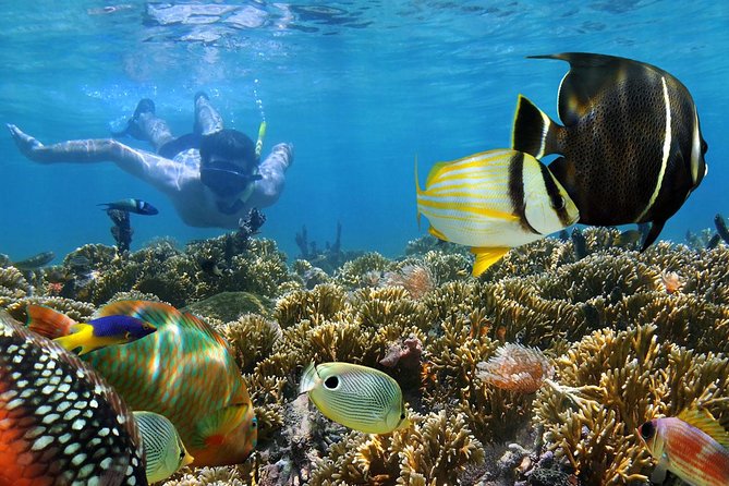 Dolphin Full Day Snorkeling Tour From Hurghada - Good To Know
