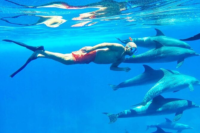 Dolphin House: Snorkel Adventure Tour From Hurghada - Good To Know