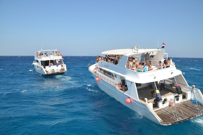 Dolphin House: Swim With Dolphins in Hurghada - Good To Know