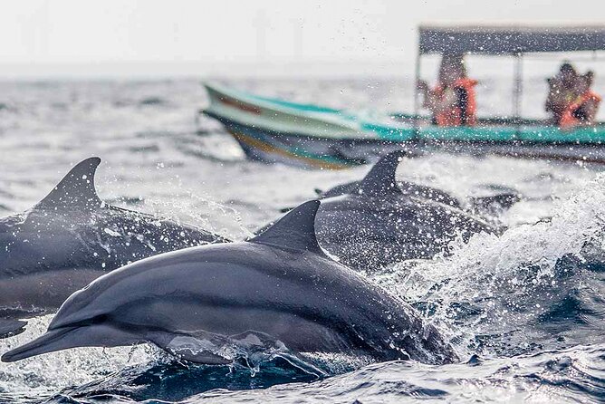 Dolphin Watching Boat Tour From Kalpitiya - Good To Know