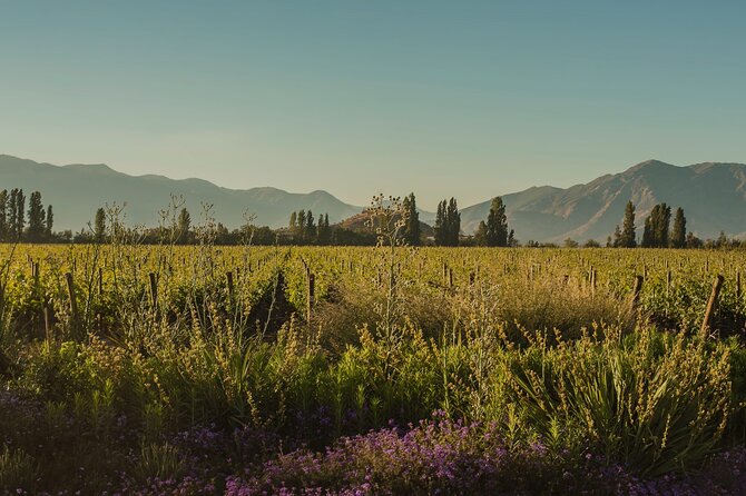 Don Melchor Premium Wine Tour