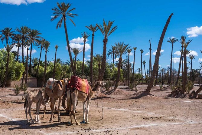 Dromedary in Palmerais - Good To Know