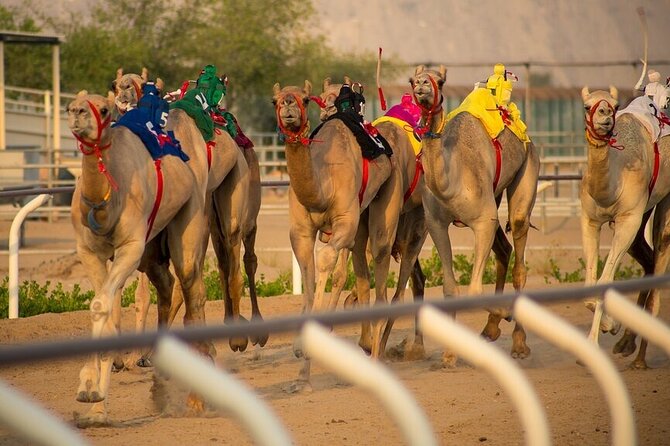 Dubai Camel Race With a Camel Ride - Good To Know