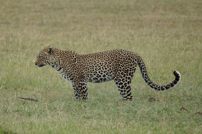 Early Morning/Afternoon Game Drive Nairobi Park-Without Park Fee - Good To Know