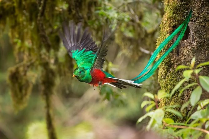 El Quetzal Birdwatching Tour From Cobán - Guatemala´S National Bird - Good To Know