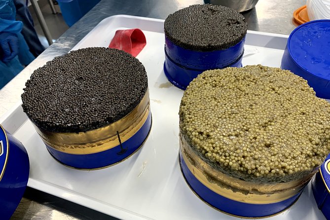 English Tour Sturgeon Farm Visit With Caviar-Making Workshop in Neuvic - Good To Know