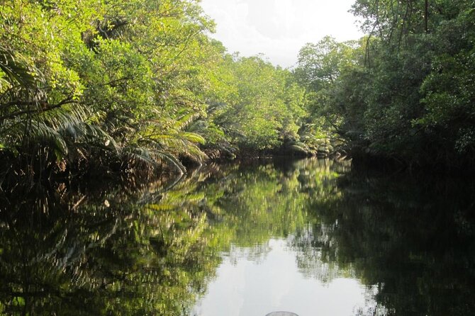 ENJOY A CECLO BOAT MANGROVE TOUR (ecological) - Good To Know