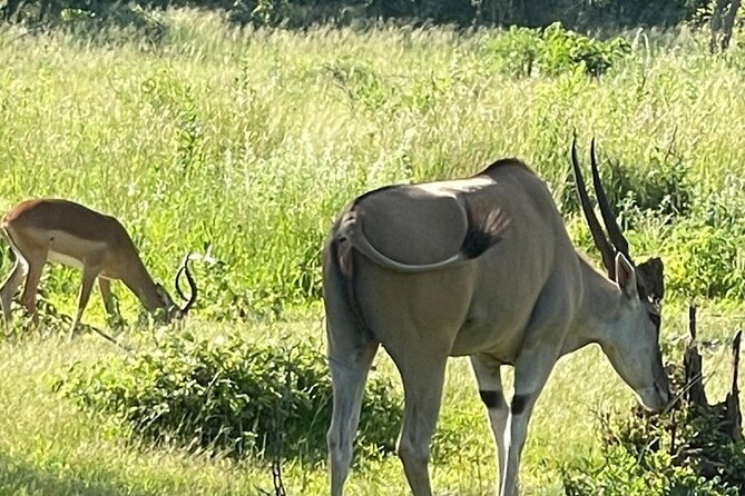 Evening Game Drive With Bush Dinner - Good To Know