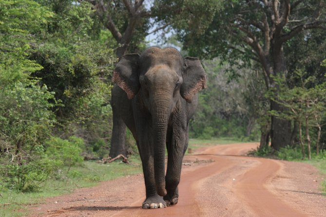 Evening Safari - Yala National Park With Janaka Safari - 02.00 Pm to 06.30 Pm - Good To Know