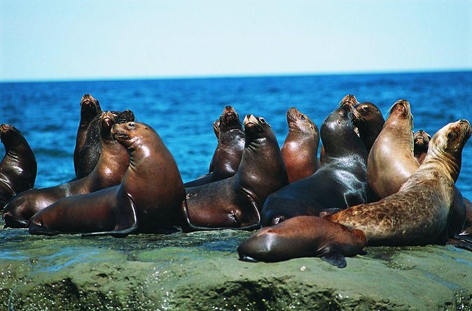 Excursion to Punta Loma, a Sea Lion Colony From Puerto Madryn - Good To Know