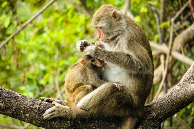 Explore Monkey Kingdom From Polonnaruwa - Good To Know