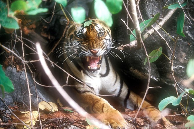 Explore North East Himalaya, Tiger Reserve and Tribal Village - Good To Know