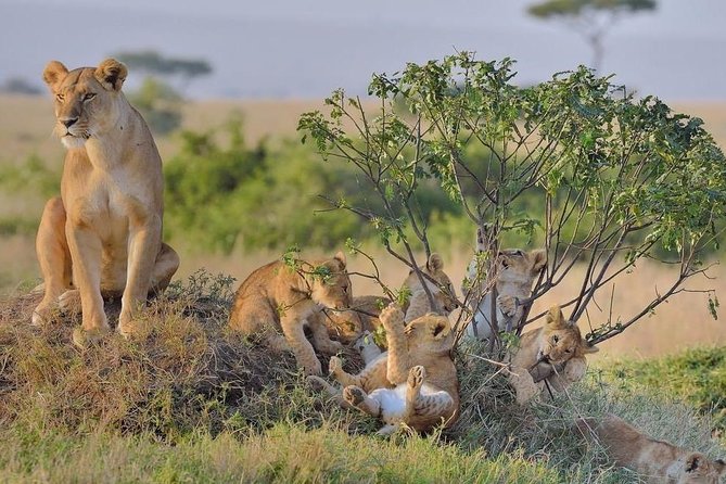 Explore the Wonders of Amboseli: 3-Day Safari Tour From Nairobi - Good To Know