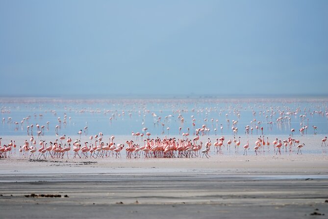 Exploring the Wonders of Lake Manyara, A Full-Day Adventure - Good To Know