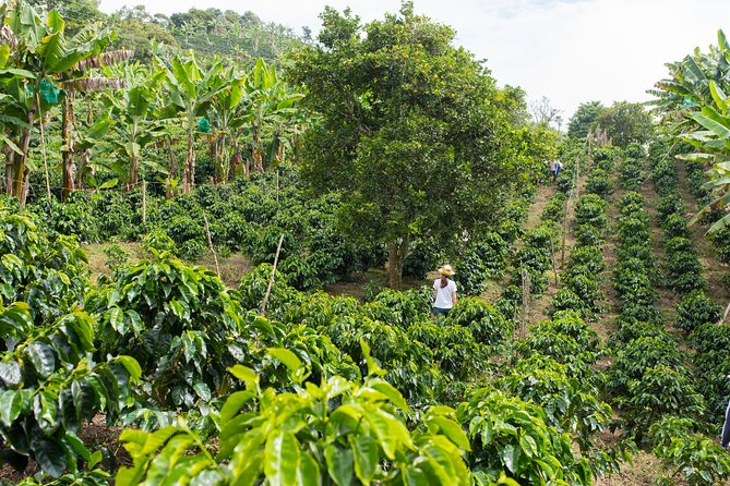 Express Coffee Tour Near Medellin - Good To Know