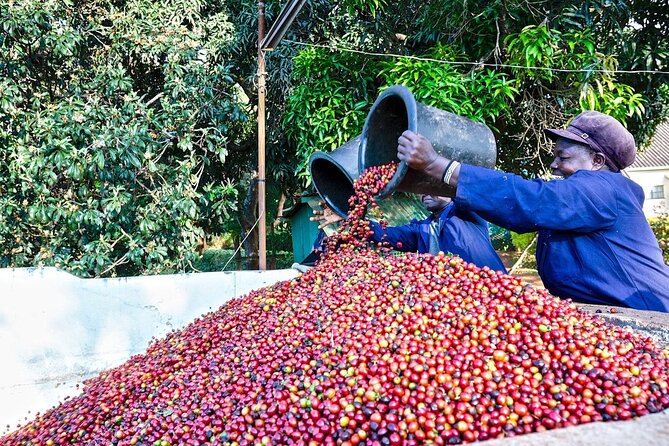 Fairview Estate Coffee Farm Tour With Pick up - Good To Know