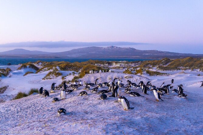 Falkland Islands Shared Tour With Penguins Sightseeing - Good To Know