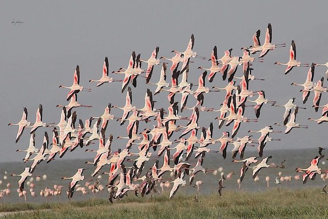 Fayoum Full Day Tour Bird Watching - Good To Know
