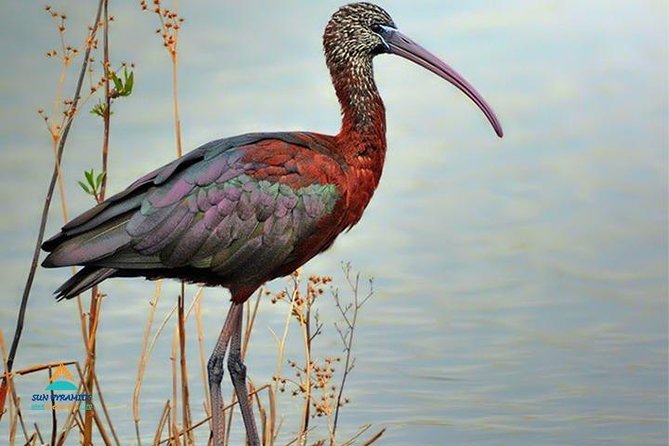 Fayoum Full Day Tour Bird Watching - Good To Know
