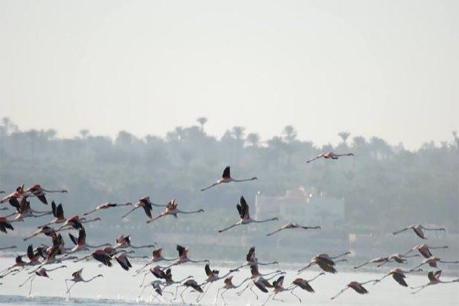 Fayoum Full Day Tour Bird Watching - Good To Know