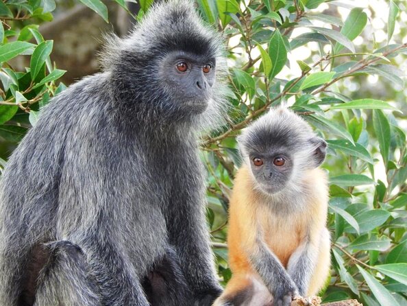 Fireflies and Hots Spring Nature Tour by KLASH - Good To Know