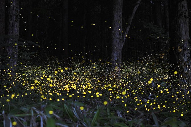 Fireflies Tour and Batu Cave Visit With Boat Ride and Seafood Dinner - Cancellation Policy