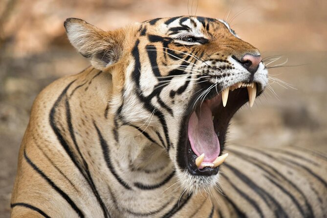 From Jaipur: 2 Days Private Tour of Ranthanbore Tigers Safari - Good To Know