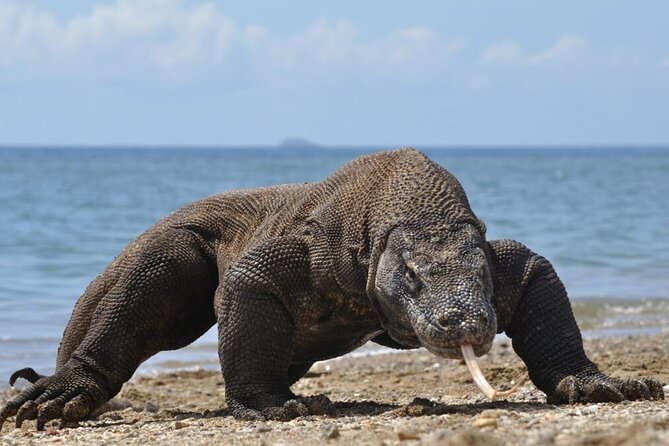 From Lombok: Fantastic Adventure Boat Trip to Komodo Island - Good To Know