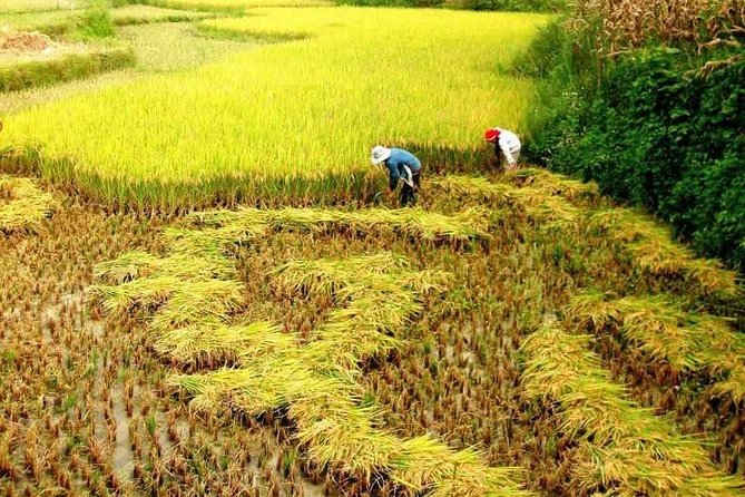From Sapa: Trekking and Tribal Villages Tour