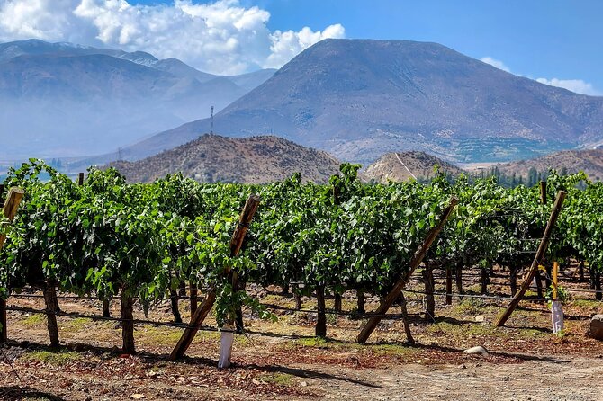 From Villa De Leyva Vineyard Tour - Good To Know
