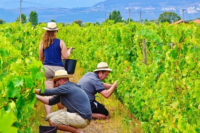 From Vine to Wine: A Harvest Adventure in Douro Valley - Good To Know
